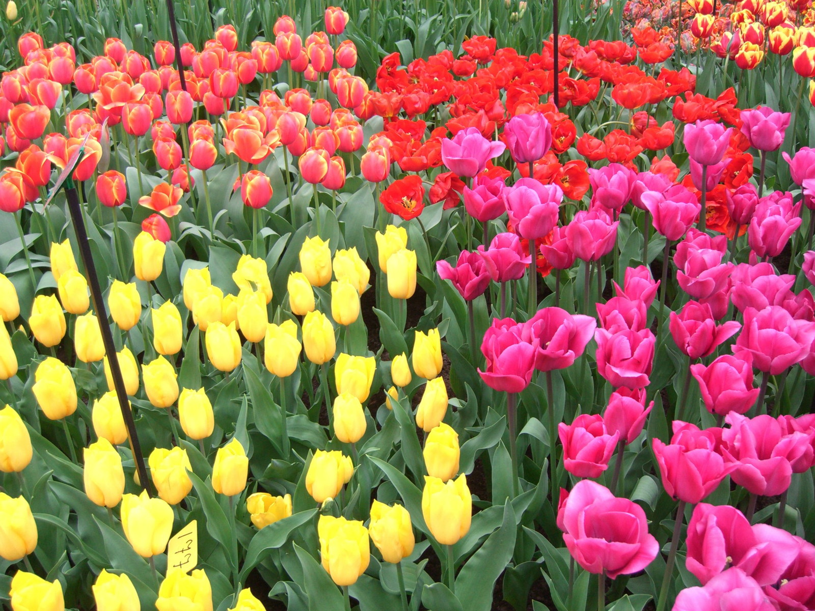 Netherlands Keukenhof